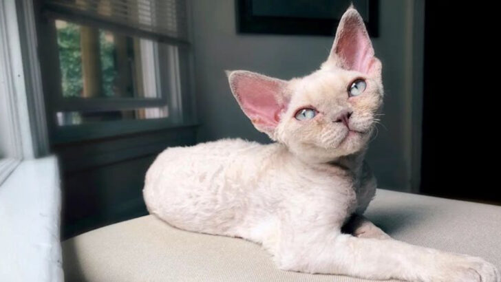 5 Large Cat Breeds That Are Big Babies & 4 Small Breeds With Big Attitude