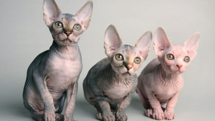 5 Pros & 5 Cons of Owning a Sphynx Cat