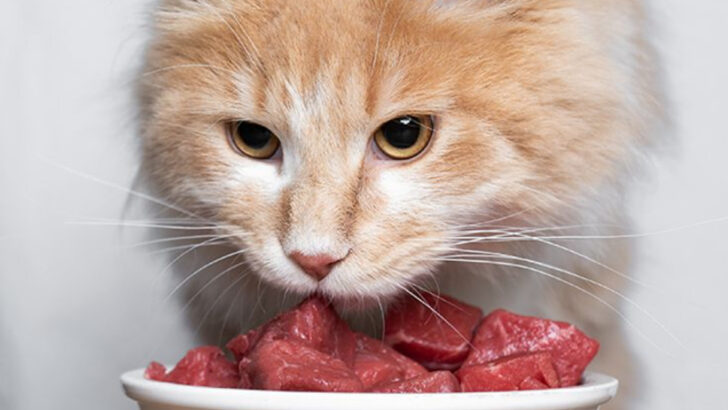 5 Pros & 5 Cons of Raw Diets for Cats