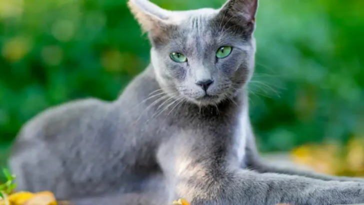 5 Silent but Sweet Cats & 5 That Have a Lot to Say (Maybe Too Much!)
