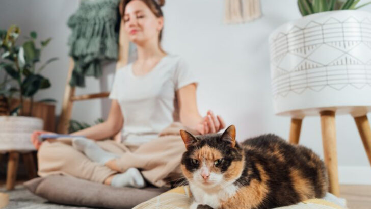 5 Things to Consider Before Getting an Apartment Cat & 5 Tricks for Small Homes