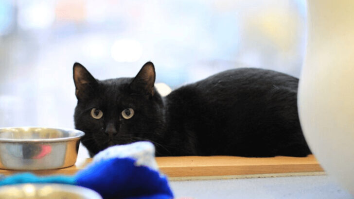 5 Ways to Create a Peaceful Mealtime for Anxious Cats & 5 Habits to Ditch