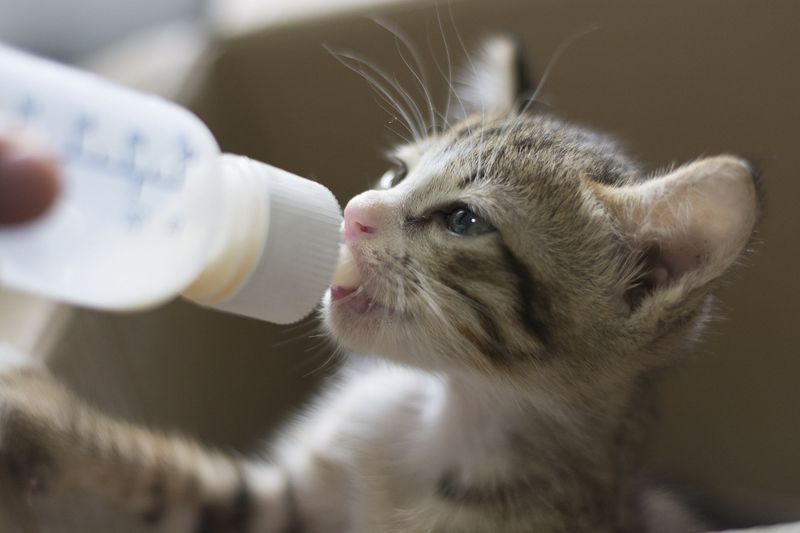 Weaned from Mother’s Milk