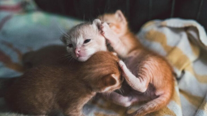 5 Ways to Know a Kitten Is Ready to Leave Its Mother & 5 Signs It Isn’t