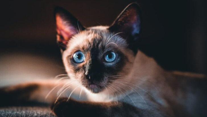 5 Cat Breeds That Look Wild But Are Sweet at Heart & 5 That Might Scratch First, Ask Later