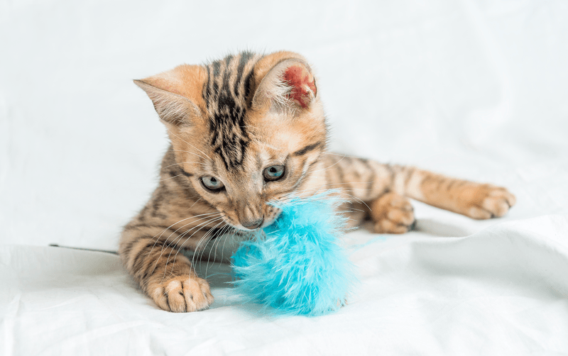 5. Building Positive Associations with New Toys