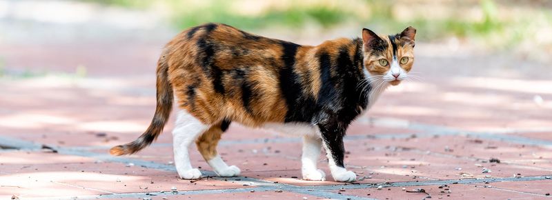6. TNR Reduces Nuisance Behaviors