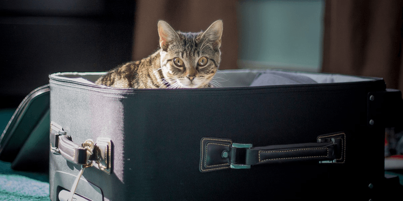 5. You Travel Frequently Without a Pet Care Plan