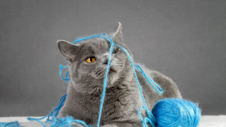 6 Cat Distractions & 4 Hidden Hazards for When You’re Not Home
