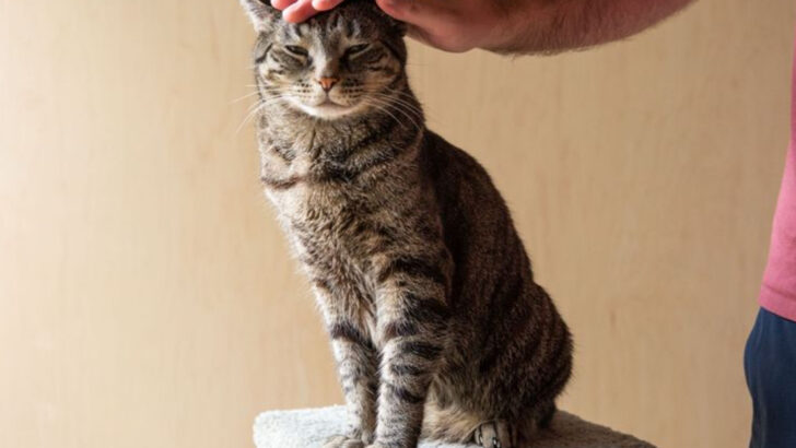 6 Essentials to Prepare Before Leaving Your Cat & 4 Things to Keep Out of Reach