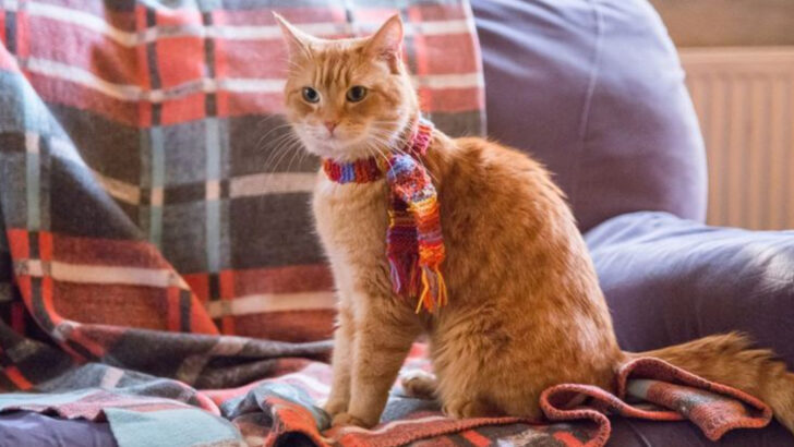 6 Must-Watch Netflix Shows & Movies for Cat Enthusiasts