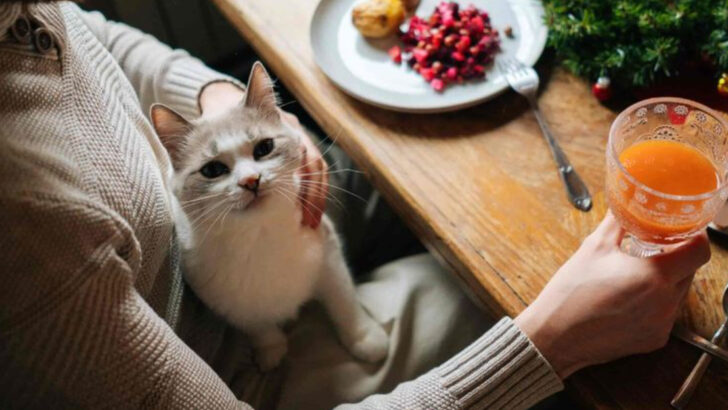 6 Pros & 6 Cons of Cat Wine You Need to Know
