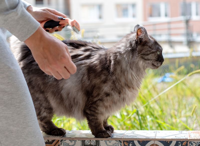 Clumps or Knots in the Fur