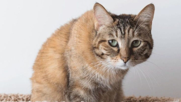 6 Signs Your Cat Has a Matting Problem & 5 Ways to Handle It