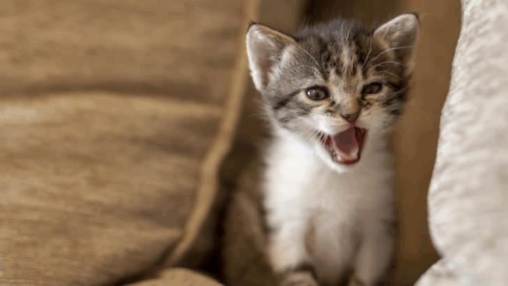6 Ways Cats Improve Your Mind & 6 Ways They Get on Your Nerves