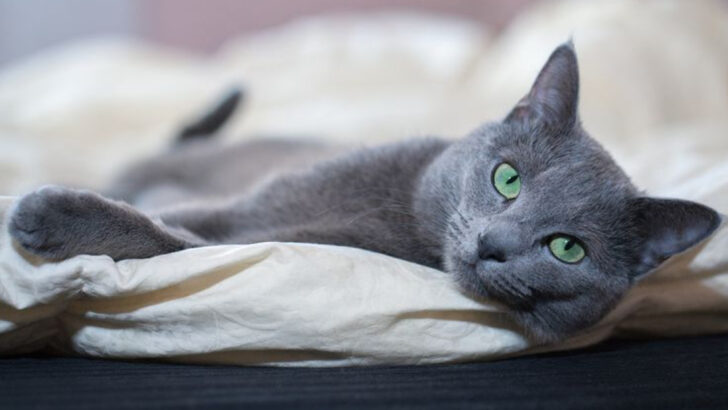 6 Cat Breeds That Want to Be by Your Side 24/7 & 6 Breeds That Cherish Quiet Moments Alone