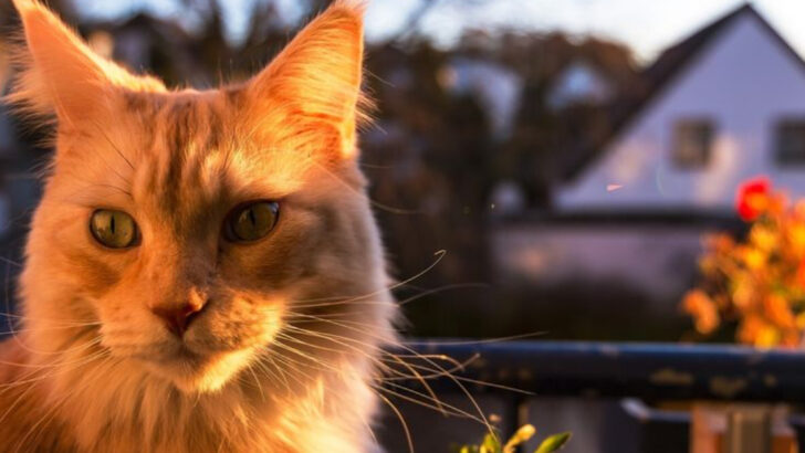 6 Cats That May Exhaust Older Adults & 6 That Fit a Slower Lifestyle