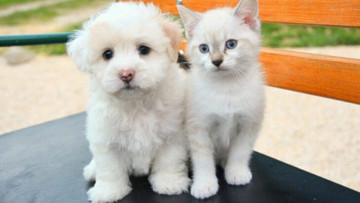 6 Dog Breeds That Don’t Mix Well with Cats & 6 That Do