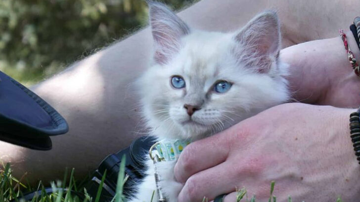 6 Lap Cats for Cuddle Lovers & 6 Independent Cats Who Are Fine on Their Own