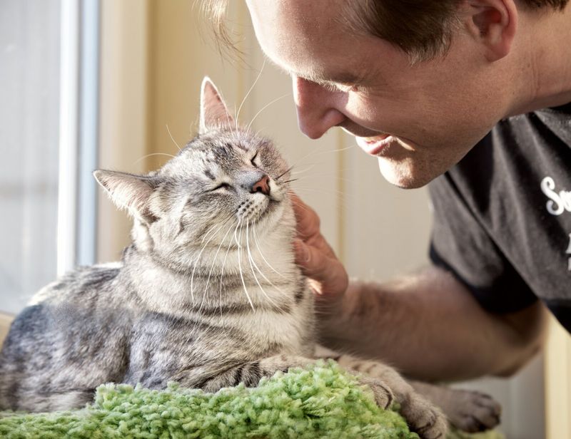 2. Cat Conversations