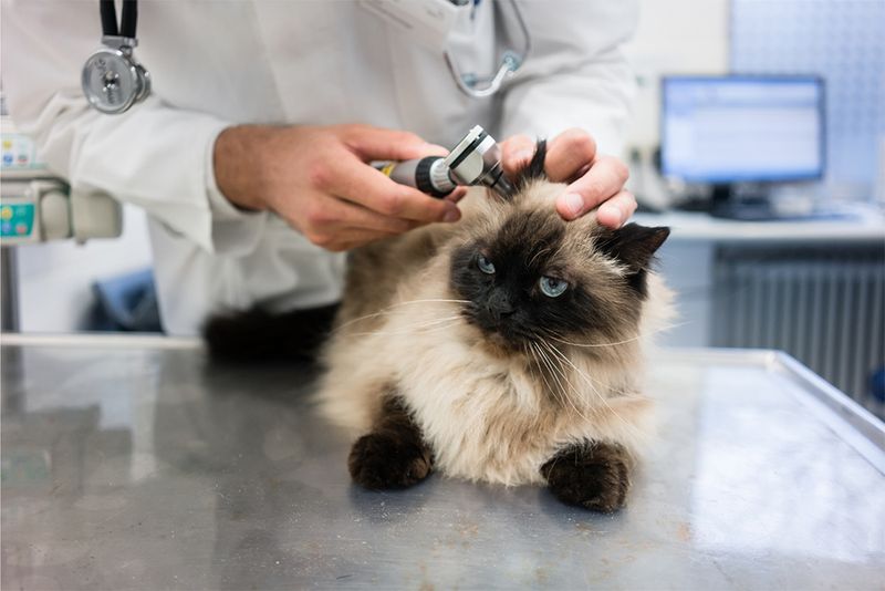 6. Reducing Fear at the Vet with Treats