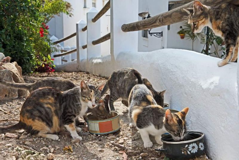 7. TNR Saves Money