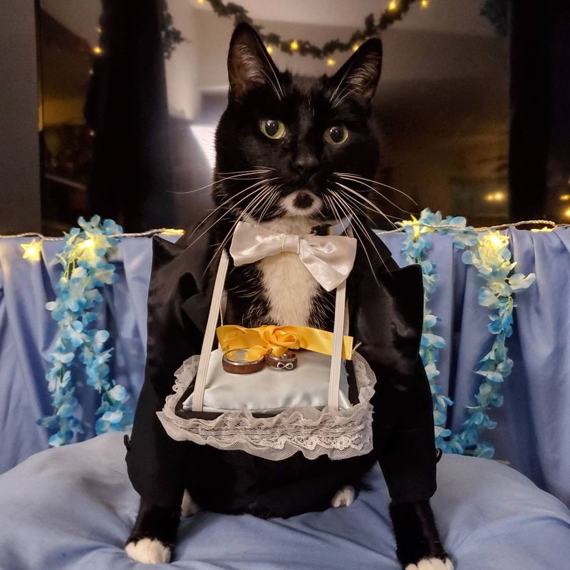 Cat-Style Ring Bearer