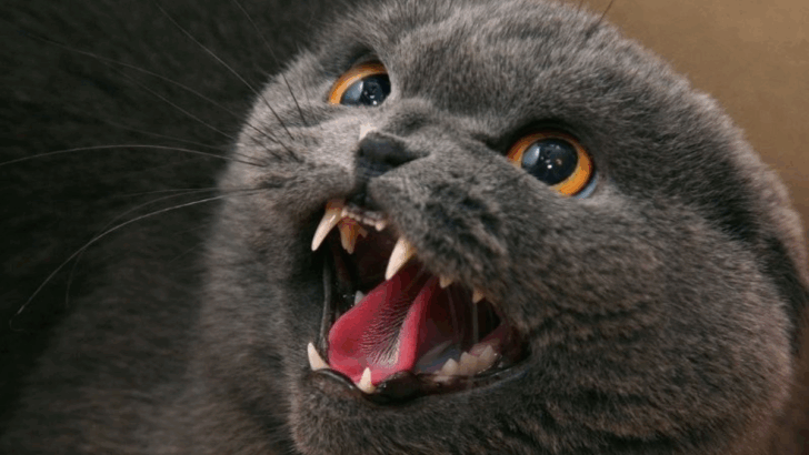 7 Aggressive Cats to Avoid & 7 Calm Cats You Can Trust