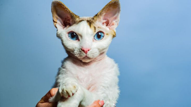 7 Breeds That Require More Grooming Than You’d Expect