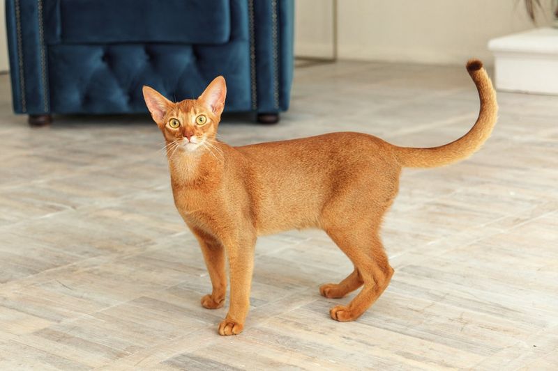 Abyssinian