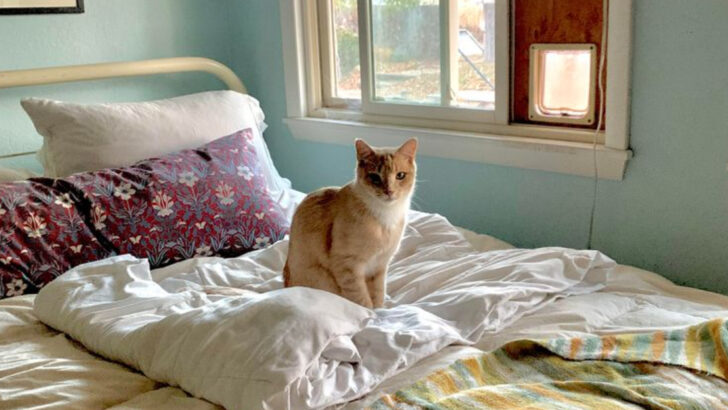 7 Cat-Calming Color Palettes & 3 You Should Skip