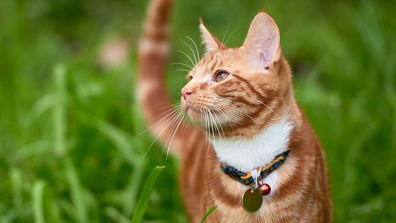 Indoor vs. Outdoor Cats