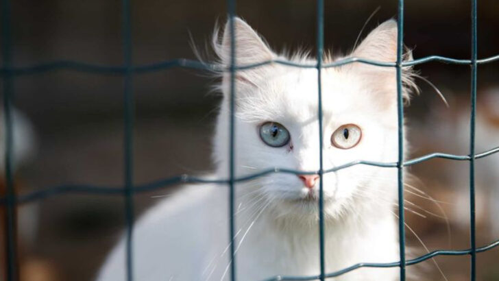7 Cat Discussions That Turn Into Heated Arguments