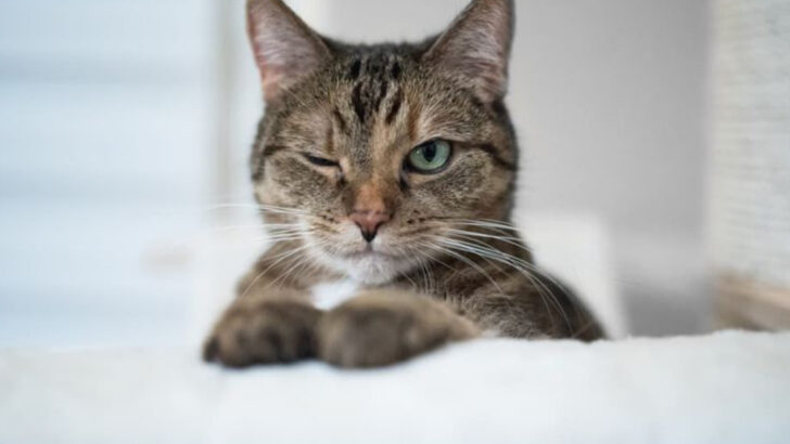 7 Cat Stares That Actually Mean Something Deep