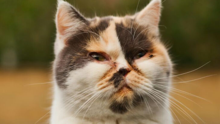 7 Cats That Look Grumpy—But Are Secret Sweethearts