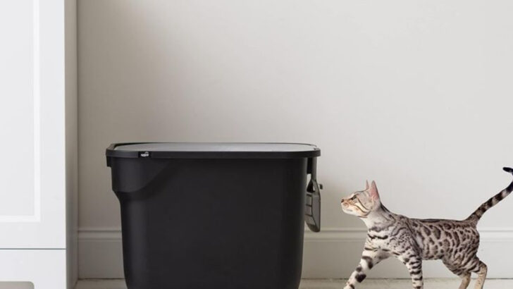 7 Dog-Proof Cat Litter Boxes That Actually Work