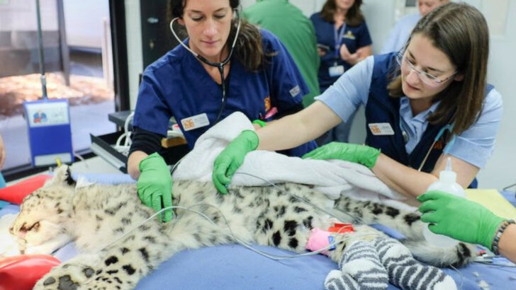 7 Dream Jobs That Involve Working With Wild Cats