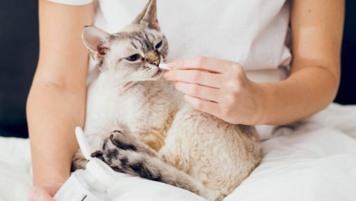 7 Essential Ways to Support Your Cat’s Microbiome and Gut Health