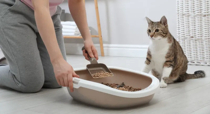 Toxoplasmosis