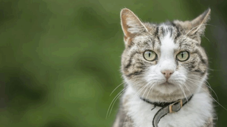 7 Immediate Steps to Take If Your Cat Has Ingested Poison