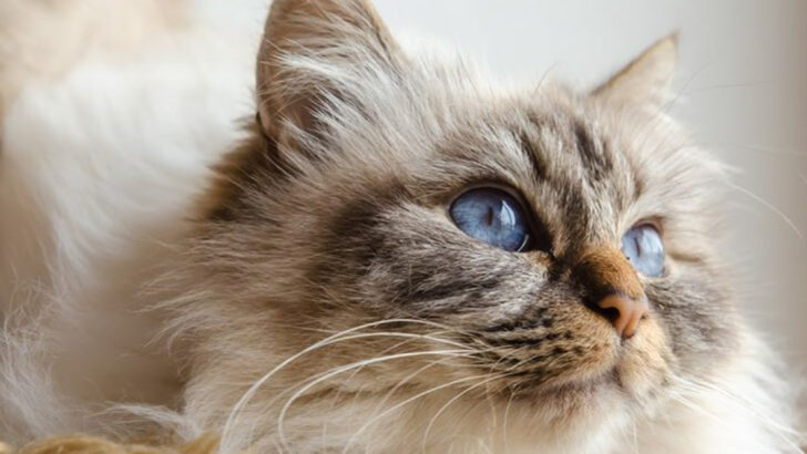 7 Important Differences Between Birman and Burmese Cats