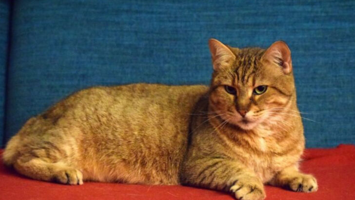 7 Key Differences Between Pixie-bobs and Other Cat Breeds