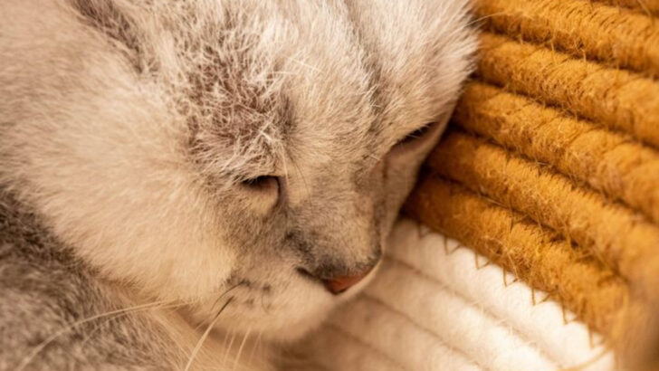 7 Key Methods to Reduce Reactivity in Rescue Cats with Trauma Histories