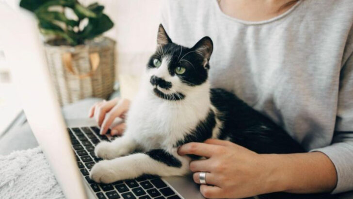 7 Key Steps to Booking Your Virtual Vet Visit and What to Expect