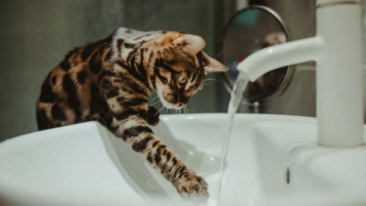 7 Logical Reasons Your Cat Thinks the Tap Is a Fancy Waterfall