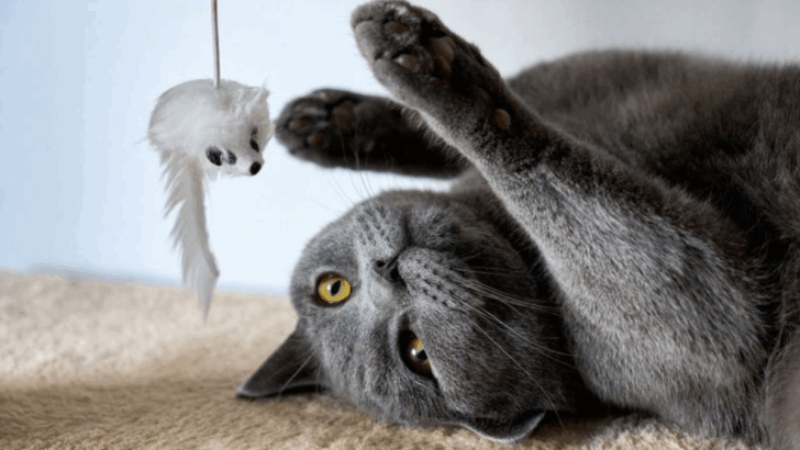 7 Methods for Building Emotional Trust in Households with Multiple Cats