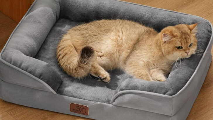 7 Orthopedic Cat Beds Perfect for Senior Felines