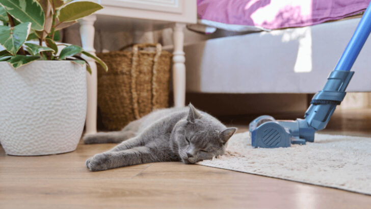 7 Proven Tips to Desensitize Your Cat to the Vacuum Cleaner