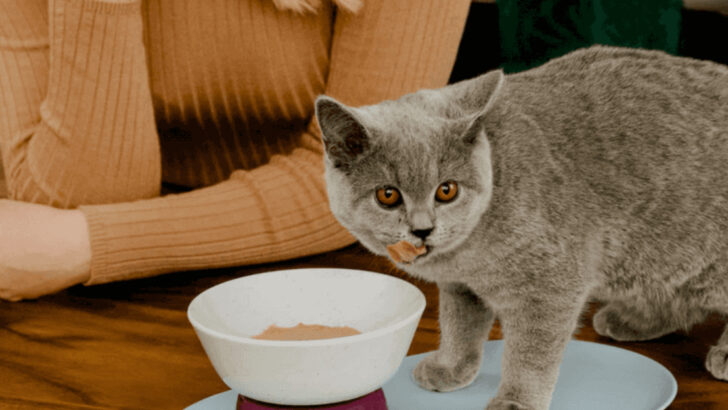 7 Reasons Cats Need Non-Porous Food Bowls