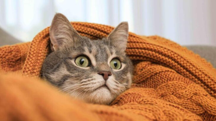 7 Reasons Your Adult Cat Is Suckling on Blankets